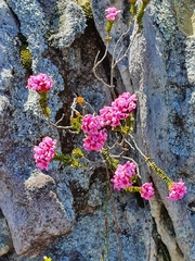 Sonderothamnus petraeus