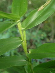 Dichanthelium