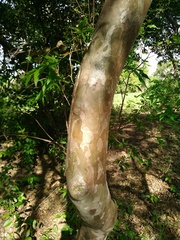Plinia cauliflora
