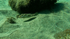 Sphoeroides marmoratus