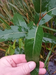 Salix triandra