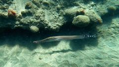 Aulostomus strigosus