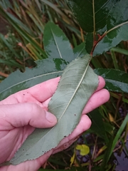 Salix triandra