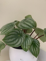 Peperomia argyreia