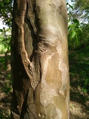 Plinia cauliflora
