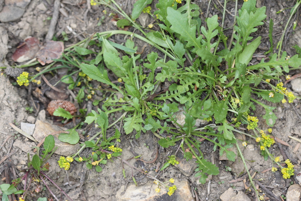 Slender Yellow-cress