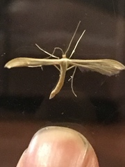 Gillmeria pallidactyla