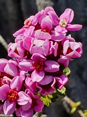 Sonderothamnus petraeus