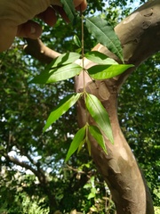 Plinia cauliflora