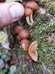 Galerina