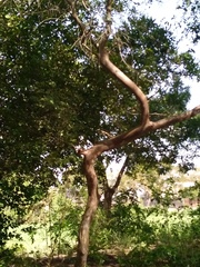 Plinia cauliflora