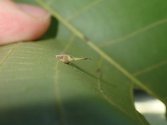 Caryomyia inclinata