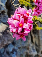 Sonderothamnus petraeus