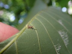 Caryomyia inclinata