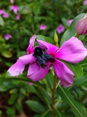Bombus morio