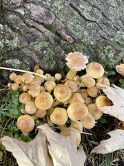 Fungi