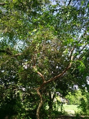 Plinia cauliflora