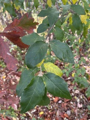 Styracaceae
