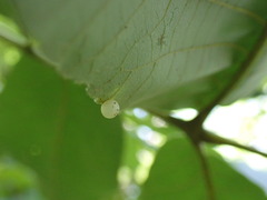 Caryomyia deflexipili