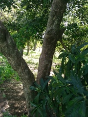 Pouteria gardneriana