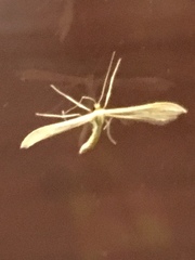 Gillmeria pallidactyla