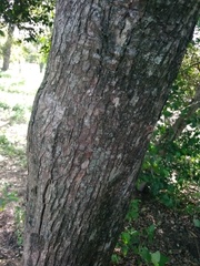 Pouteria gardneriana