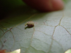 Caryomyia inclinata