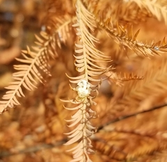 Taxodiomyia cupressiananassa