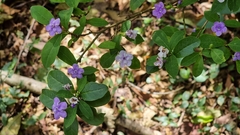 Brunfelsia