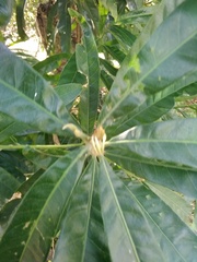 Pouteria gardneriana