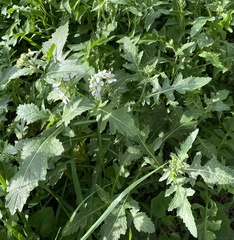 Diplotaxis erucoides