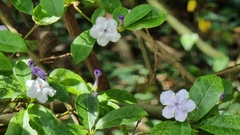 Brunfelsia
