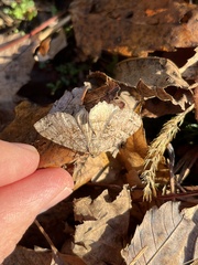Rheumaptera meadii