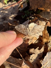 Rheumaptera meadii