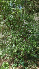 Brunfelsia