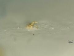 Oncopsis flavicollis