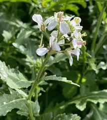 Diplotaxis erucoides