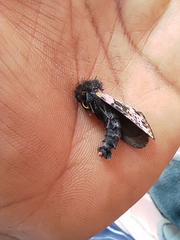 Xanthopastis regnatrix