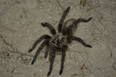 Grammostola