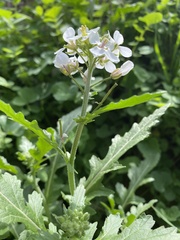Diplotaxis erucoides