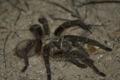 Grammostola