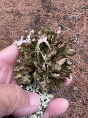 Tuckermanopsis orbata