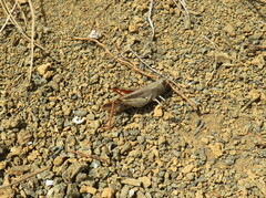 Calliptamus plebeius