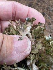 Tuckermanopsis orbata