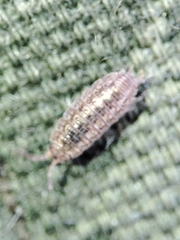 Proporcellio mirabilis