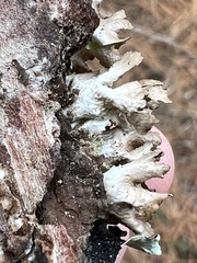 Tuckermanopsis orbata