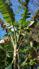 Musa × paradisiaca