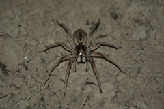 Pavocosa