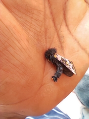 Xanthopastis regnatrix