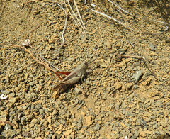 Calliptamus plebeius